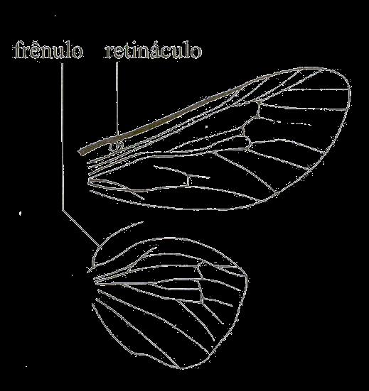 Acoplamento das asas Frênulo: Cerda ou várias cerdas inseridas no ângulo umeral da asa