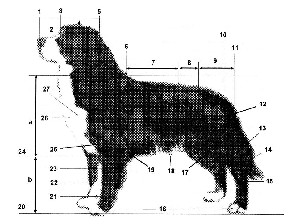 BOIADEIRO BERNÊS NOMENCLATURA CINÓFILA UTILIZADA NESTE PADRÃO 1 Trufa 13 Perna 25 Braço 2 Focinho 14 Jarrete 26 Ponta do esterno 3 Stop 15 Metatarso 27 Ponta do ombro 4 Crânio 16 Patas 5 Occipital 17