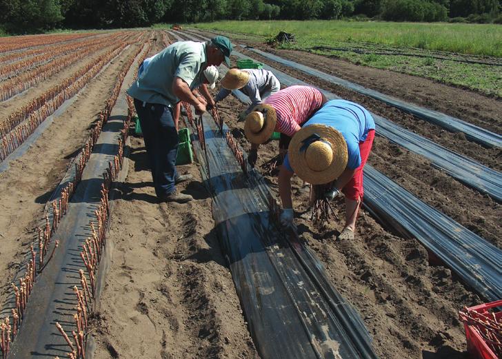 VITICULTURA te etiquetados de acordo com a categoria do material.