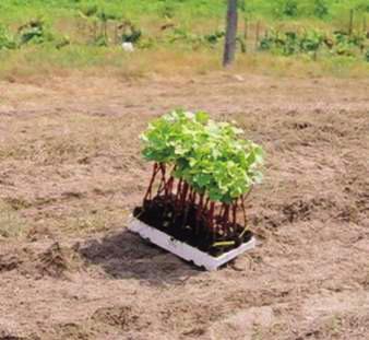 Esta alternativa permite dispor de videiras enxertadas prontas para plantação em verde