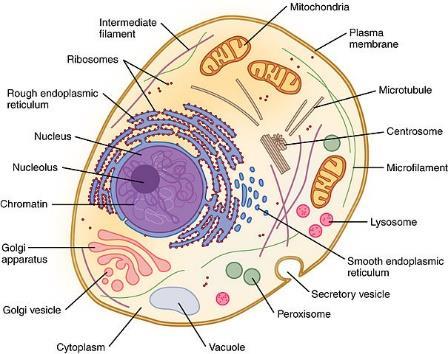 Protetores multissítios Filamento intermediário Ribosomos Retículo endoplasmático rugoso Núcleo Nucléolo Mitocondria Membrana plasmática Microtubo Centrossomo