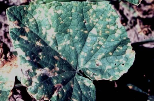 Corynespora cassicola Mancha alvo Importante para pepino Orvalho