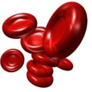 Glóbulos vermelhos As hemácias (eritrócitos) são células anucleadas, que não se dividem, possuindo um tempo de vida limitado de cerca de 120 dias.