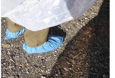 Protocolo de amostragem Frangos e Perús Fardamento: Usar vestuário da exploração ou fardar com bata, botas de borracha, antes de entrar na