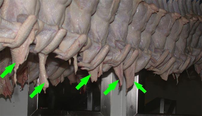 Instruções recolha de amostras - salas abate aves Na linha de abate seleccionar para amostragem uma carcaça com