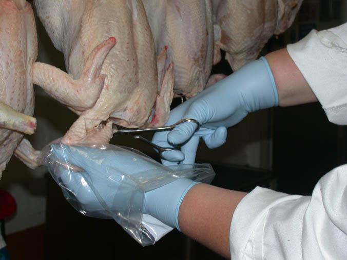 Instruções recolha de amostras - salas abate aves Segurar a pele do