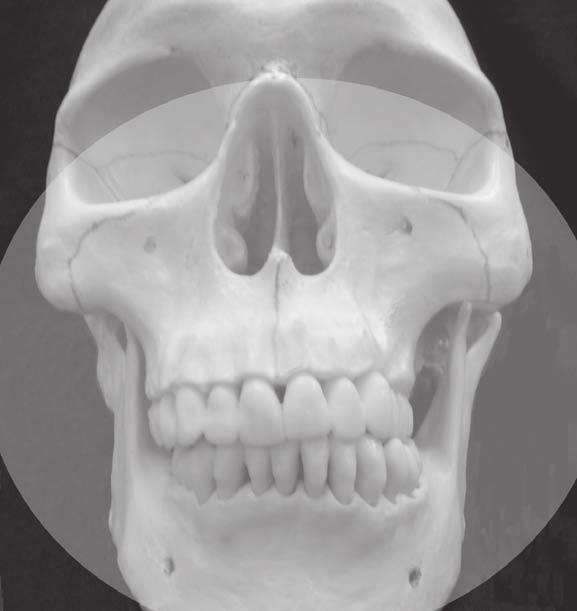 Capítulo 1 Exame do Componente Oral da Deglutição 3 Figura 1-1. Vista anterior do crânio, com os pontos de interesse assinalados.