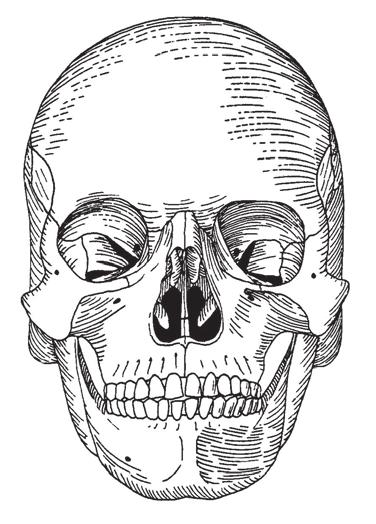 8 Anatomia Clínica e Fisiologia do Mecanismo da Deglutição Sutura palatina transversal Espinha nasal posterior Placa horizontal do osso palatino Processo zigomático Processo palatino Sutura