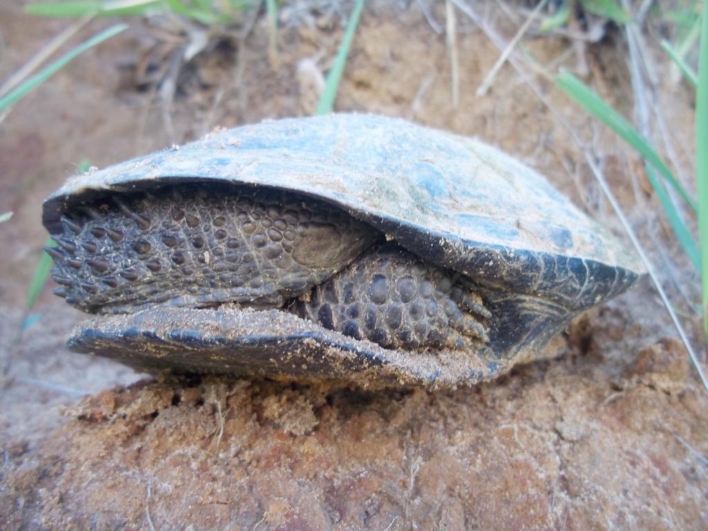 Nome Popular: cágado-preto Nome Científico: Acanthochelys