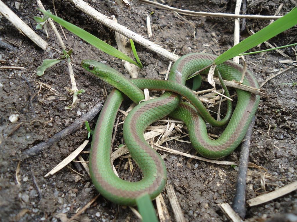 Nome Popular: cobra-verde Nome Científico: Erythrolamprus jaegeri