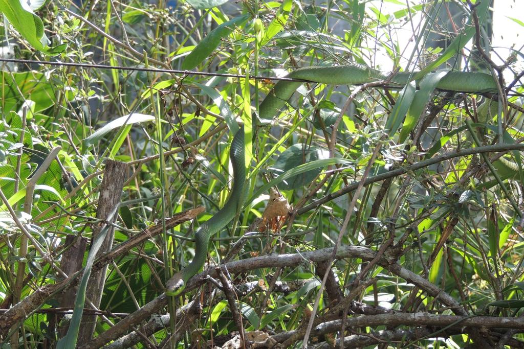 Nome Popular: cobra-cipó Status de Conservação: Não