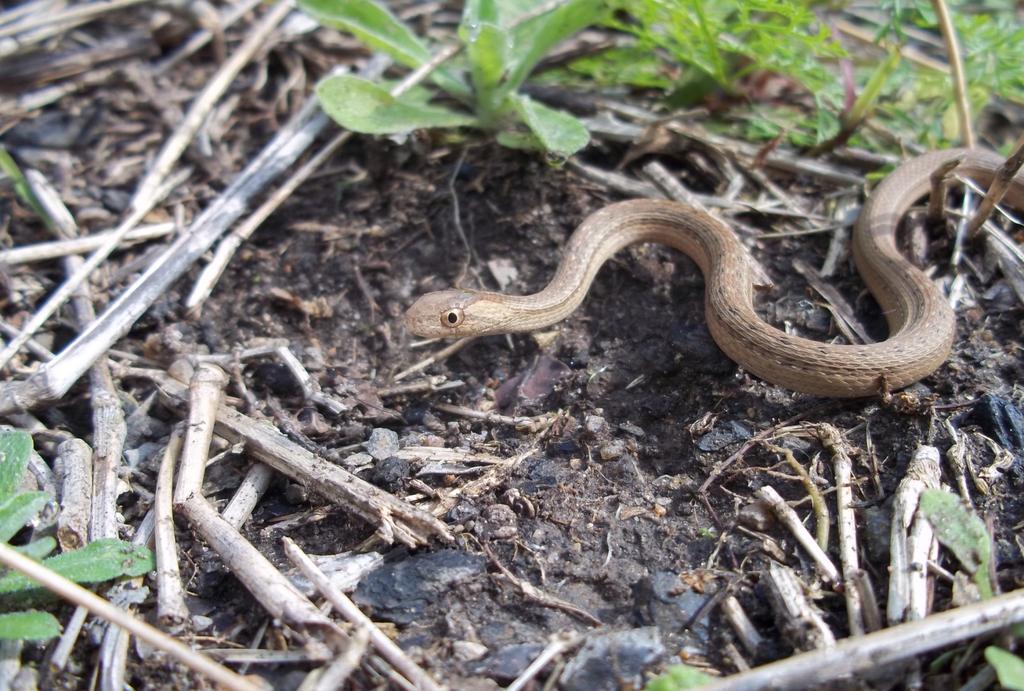 Nome Popular: corredeira-do-campo Nome Científico: Thamnodynastes