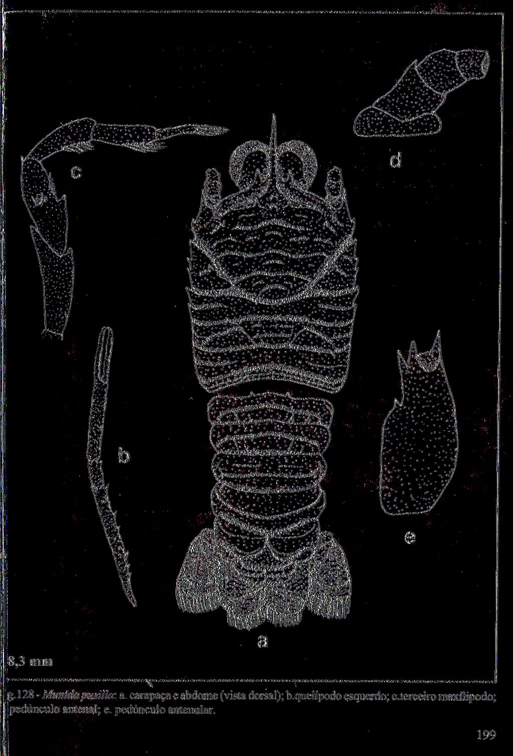 g. 128 - Munida pusiíla: a. carapaça e abdome (vista dorsal); b.