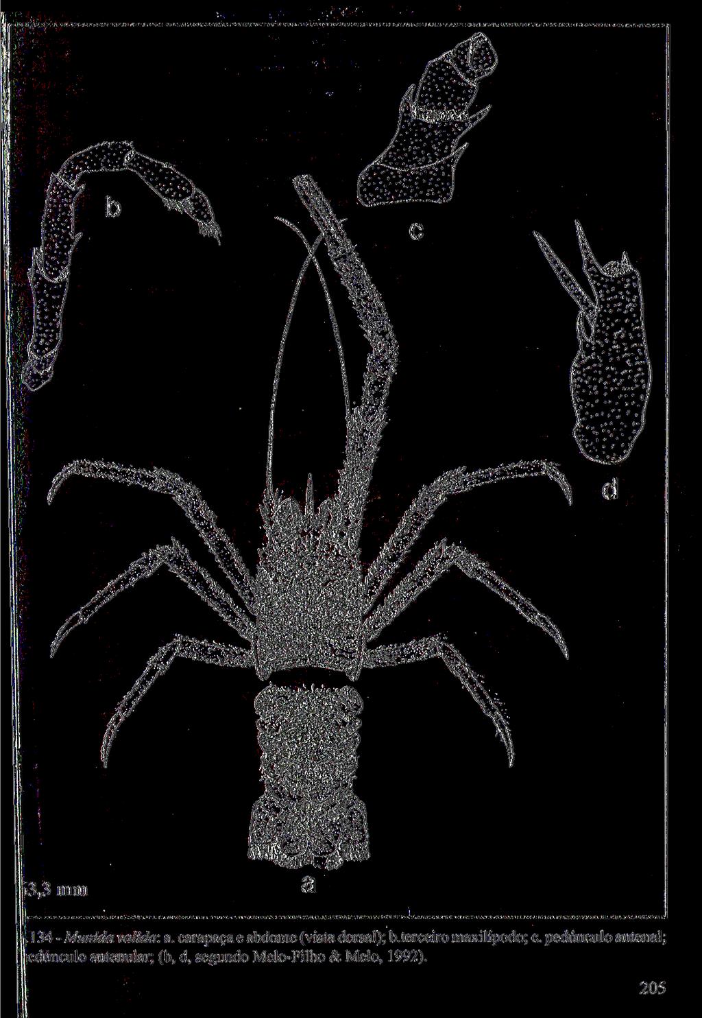 .134- Munida valida: a. carapaça e abdome (vista dorsal); b.terceiro maxilípodo; c.