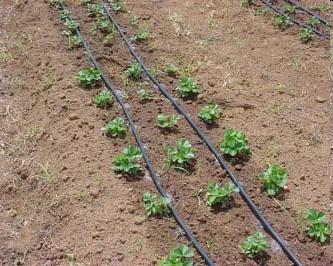 Irrigação por gotejamento Fonte: Embrapa 2010