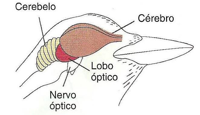 Sistemas sensoriais das aves Visão: é o sentido mais adaptado para fornecer informações com relação à sua posição e à presença de obstáculos no seu caminho Os lobos ópticos são