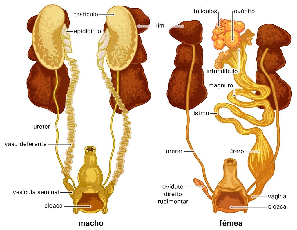 Sistema excretor Rins compostos de néfrons (filtração e formação da urina) A urina passa pelos ureteres até a cloaca Não há bexiga urinária Principal resíduo nitrogenado é o ácido úrico Na cloaca o