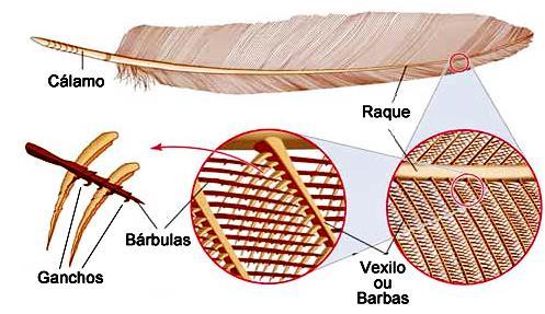 Estrutura das penas de contornos Proporcionam a forma corpórea das aves Fixas à pele pelo cálamo Raque: estende-se do cálamo e possui ramificações