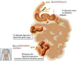 alimentos