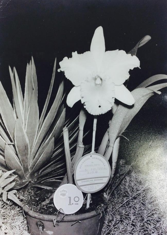 1024 FIGURA 1 Primeira colocada na exposição de Orquídeas Fonte: Reprodução da original, acervo da UEIM.