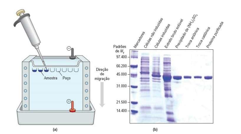 Eletroforese de Proteínas Contribui com grande carga negativa.