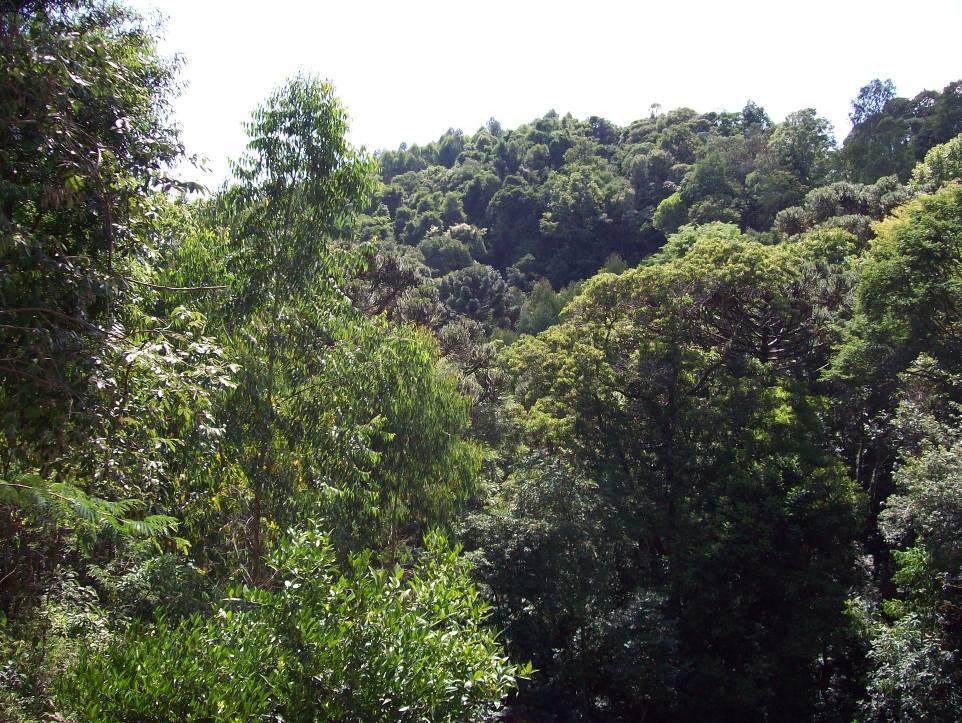 Figura 3 - Vegetação nativa do município de Barão de Cotegipe/RS. Quanto à hidrografia, é cortado por três rios principais: Rio Jupirangaba, Lajeado, Paiol Grande e Lajeado Barbaquá.
