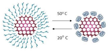 sílica se encontram disponíveis para a incorporação de moléculas e a sua libertação é controlada pelo comportamento que o polímero apresenta com a alteração da temperatura.