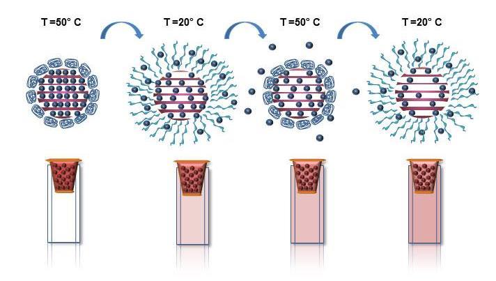 No estudo realizado ocorreu maior libertação de moléculas de SRB a 50ºC nas MSN-SRB o que demonstra que estas nanopartículas híbridas podem ser utilizadas para incorporar fármacos e funcionarem como