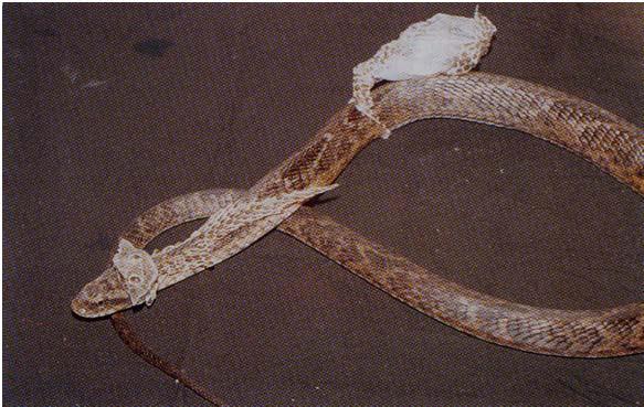 Pode ocorrer muda das escamas mais externas da epiderme Serpentes mudam por inteiro e lagartos aos pedaços O revestimento