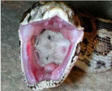 SISTEMA RESPIRATÓRIO O que permite que a serpente respire no momento em que se
