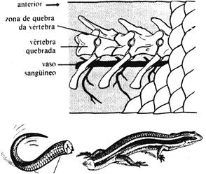 YOU TUBE SISTEMA ESQUELÉTICO Em muitas espécies de lagartos, as vértebras caudais são incompletamente ossificadas nos seus centros.