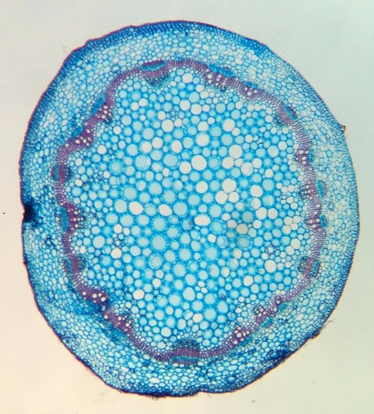 capitulo, sinapomorfia das Asteraceae. 3,5 cm 195 µm Figura 3. Em A temos um ramo fresco de Sphagneticola sp.