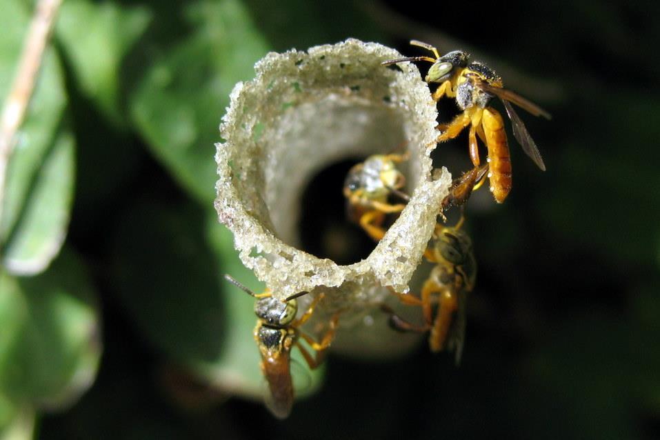 Como se movem os animais e plantas na paisagem? Abelha Jataí (Tetragonisca angustula) FRANCISCO, Flavio de Oliveira.