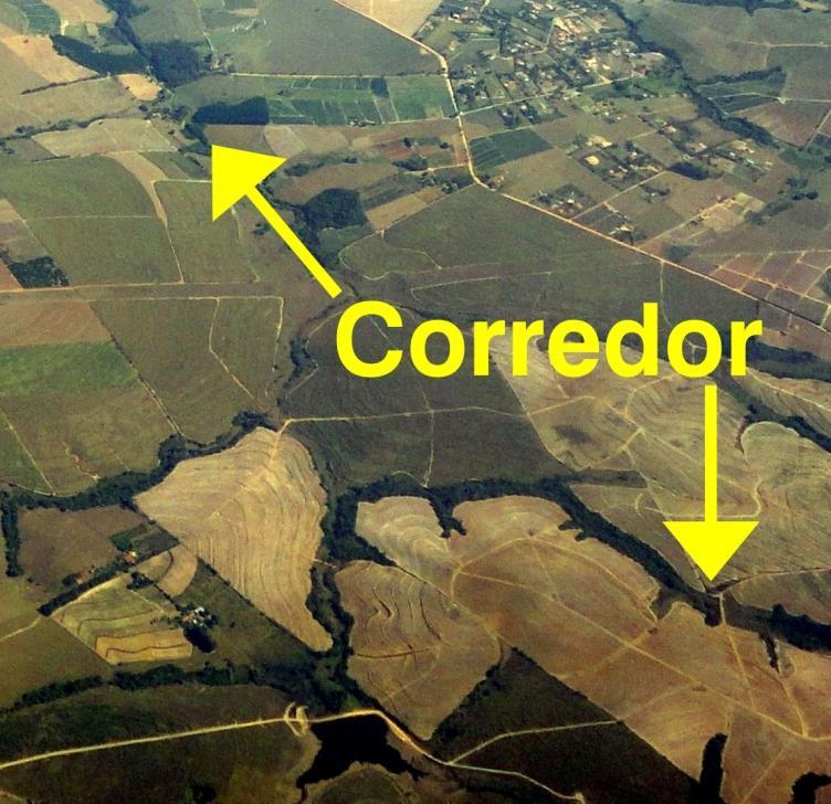 Funções Facilitar fluxos Conectividade Corredores Reduzir riscos de extinção local e favorecer a recolonização Suplemento de