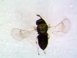 Galhas Leptocybe invasa Ophelimus maskelli Ophelimus sp. Raramente encontrada eme. globulus Não tem estatuto de praga Não afeta E.