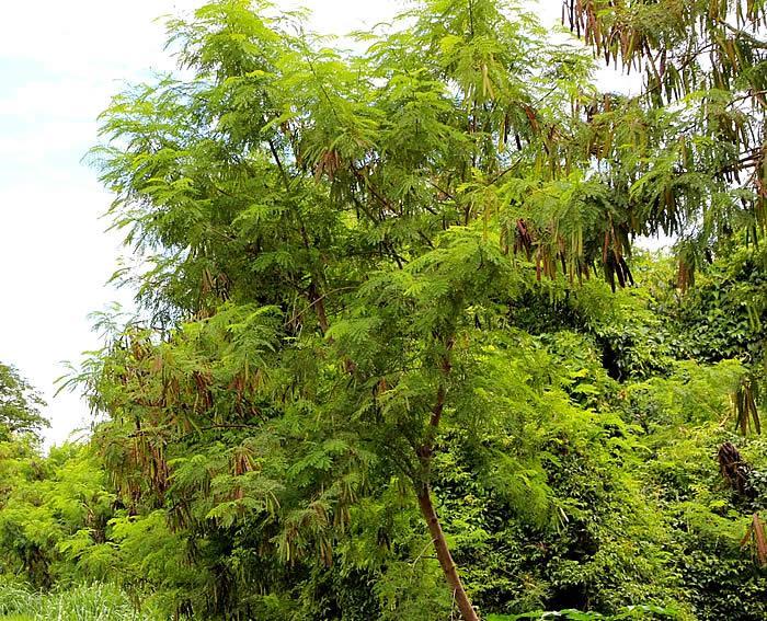 Planta leguminosa sem manejo Leucena