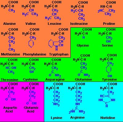 Estrutura dos aminoácidos naturais castanho= aminoácidos hidrófobos; verde=