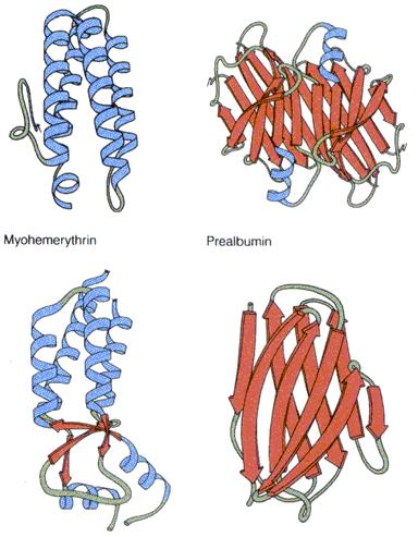 Principais tipos de proteínas Proteínas Fibrosas: Contêm cadeias polipeptícas organizadas de forma paralela ao longo de um único eixo.