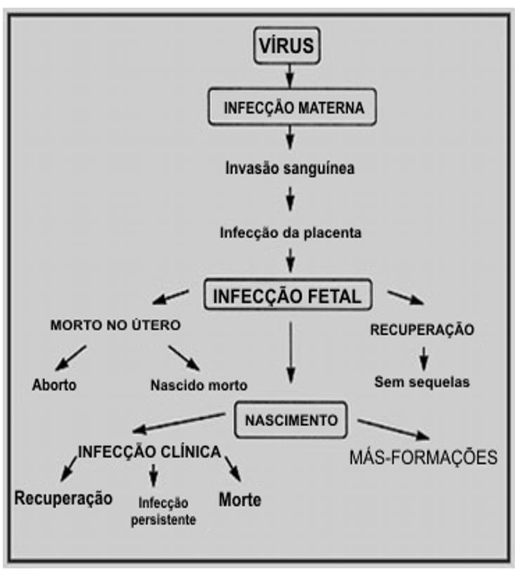 Cadeia do processo infeccioso: tipos de infecção