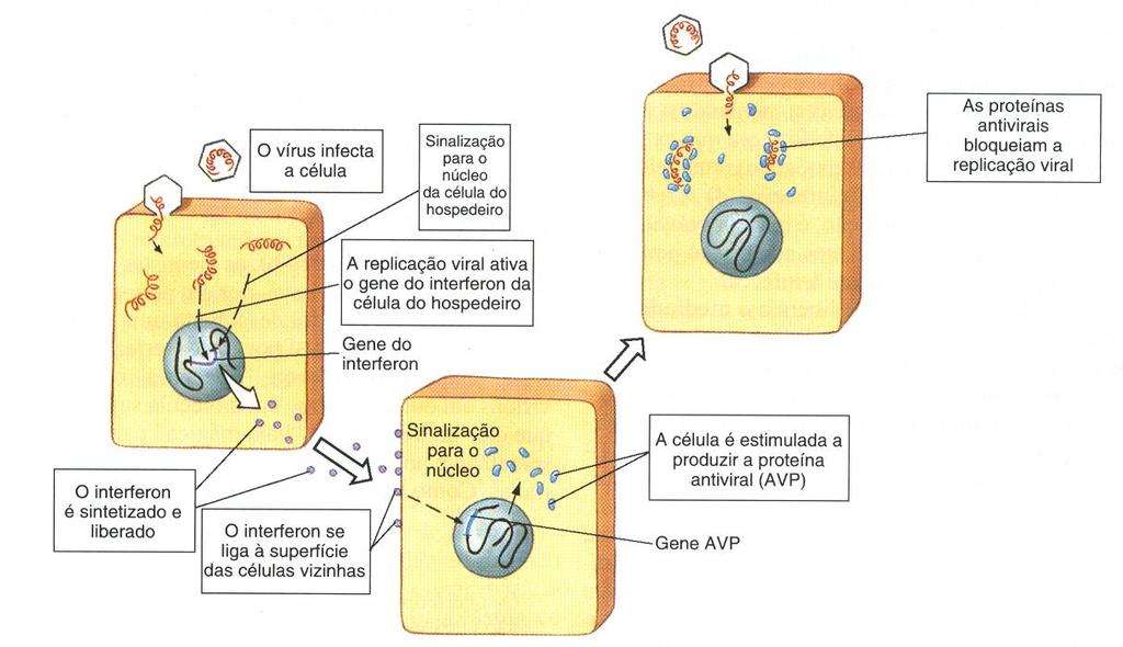 Indução e principais funções do IFN-I na resposta