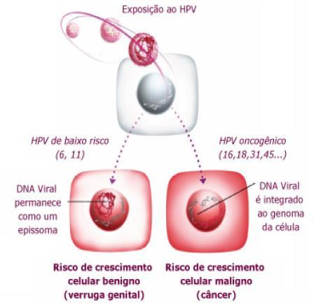 Interação Vírus - Célula