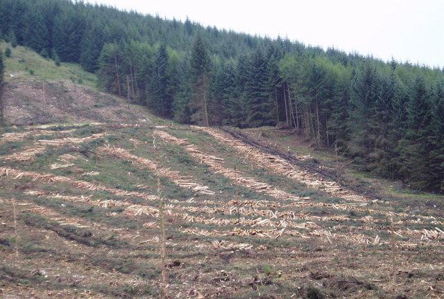 pois a água, antes absorvida pelas raízes das árvores e plantas, passa