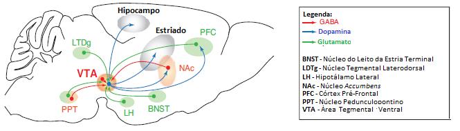 mesolímbicas, como o núcleo accumbens [Figura 7 (a)]. Quando as BZD estão presentes, ligam-se a ambos os neurónios, porventura com maior afinidade aos gabaérgicos.