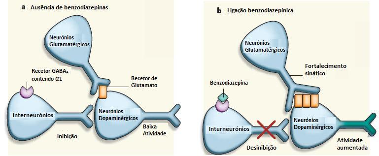 neurónios dopaminérgicos excitados, o que culmina com um fortalecimento nas sinapses glutamatérgicas [Figura 8 (b)].