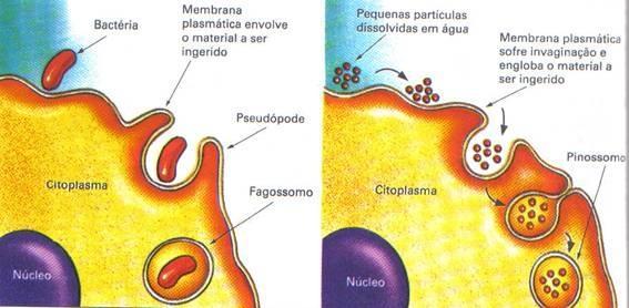 ENDOSSOMOS