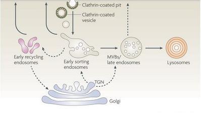 ENDOSSOMOS Formação da vesícula Vesícula coberta de proteínas Reciclagem do