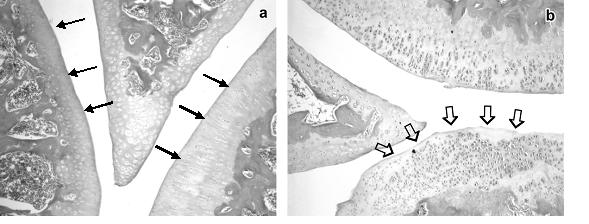 Nove animais do G3 e cinco do G4 apresentaram irregularidade da superfície articular do fêmur e da tíbia (Figuras 4a e b), o que pode ser explicado pelo fato de a integridade da cartilagem articular