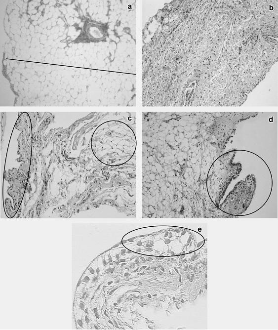observados aumento da espessura da membrana sinovial e presença de vilos (Figura 1d). Os sinoviócitos dos animais do G4 encontravam-se vacuolizados (Figura 1e).