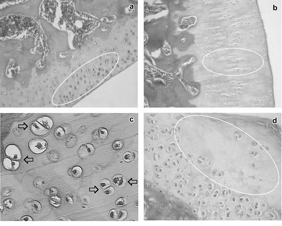 Maise Rezende Galvão et al. Figura 2 - Detalhes celulares na cartilagem articular.