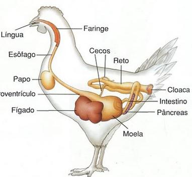 sintetizar vitaminas; Monogástricos Aves possuem o TGI com